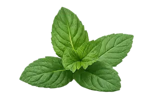 Peppermint